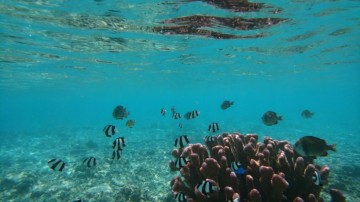 阿嘉島ニシ浜ビーチ